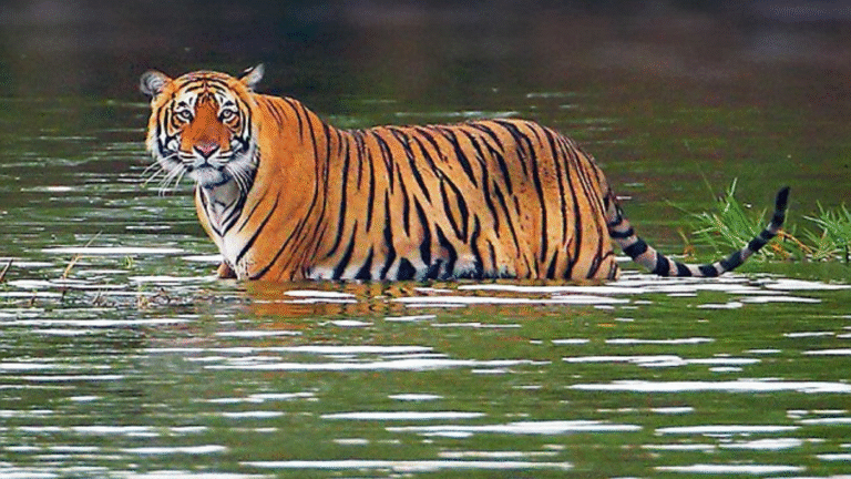 The Bless Tour untitled design (30)